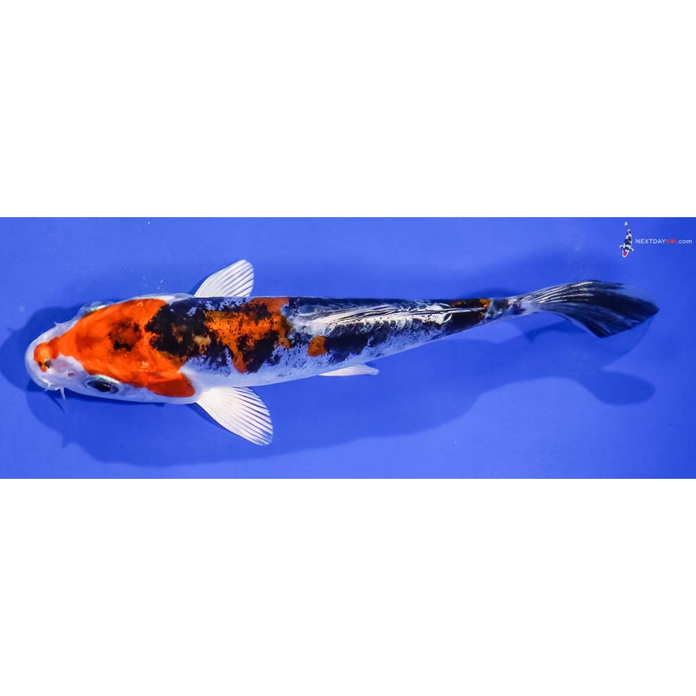 5.5” Imported Kin Kikokuryu