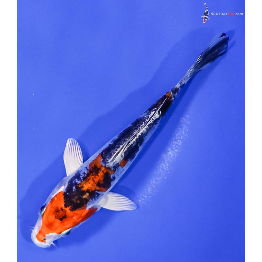 5.5” Imported Kin Kikokuryu