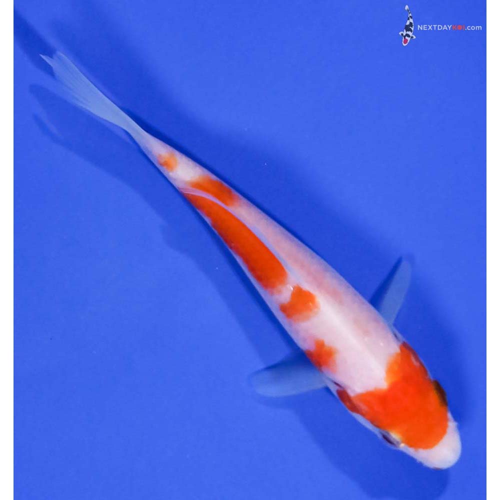 4.5” Imported Kohaku