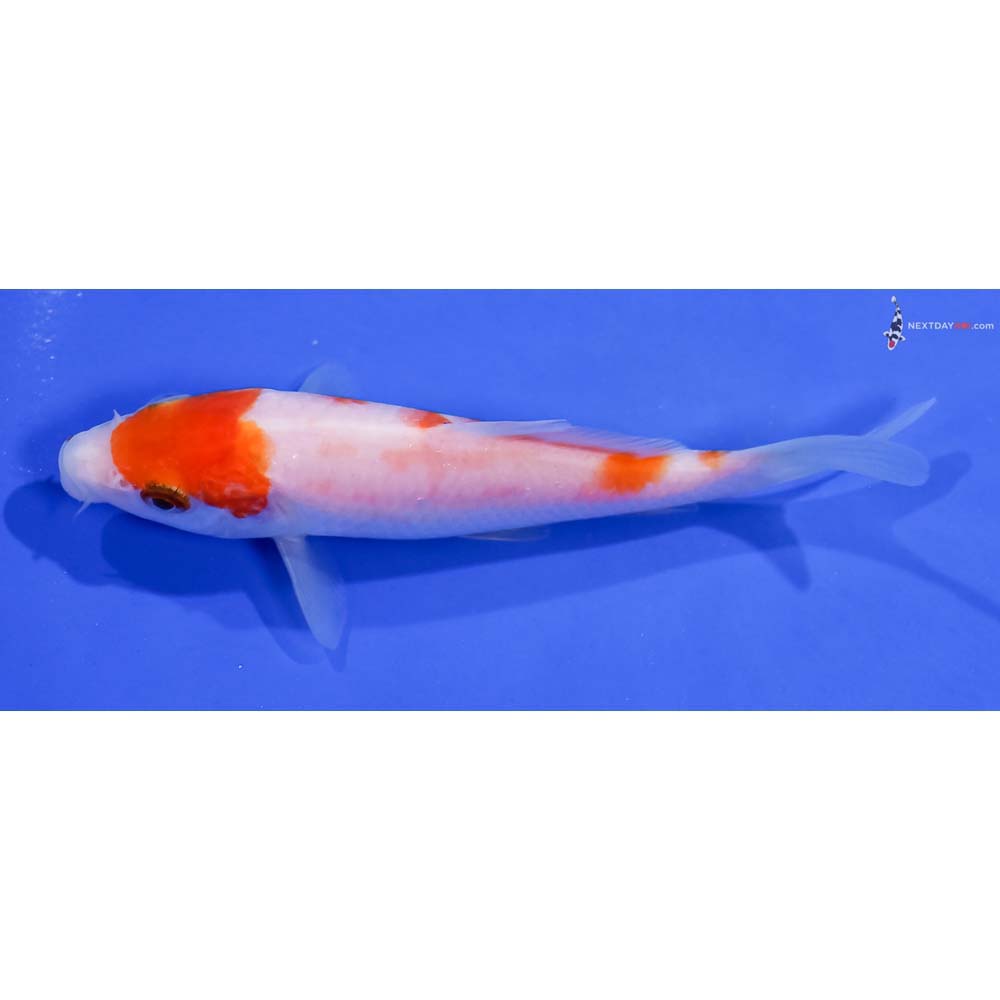 4.5” Imported Kohaku