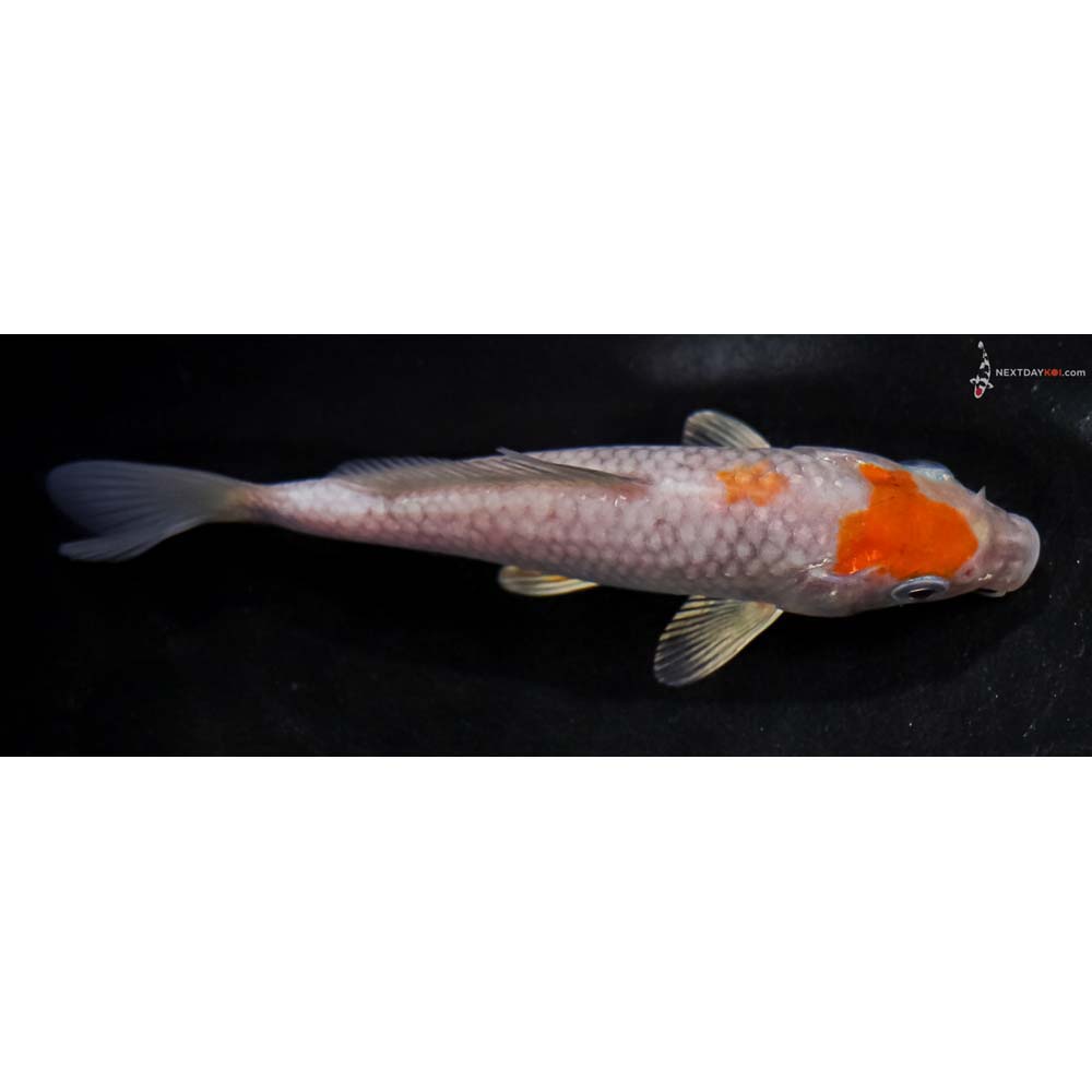 5.5” Imported Ochiba Shigure