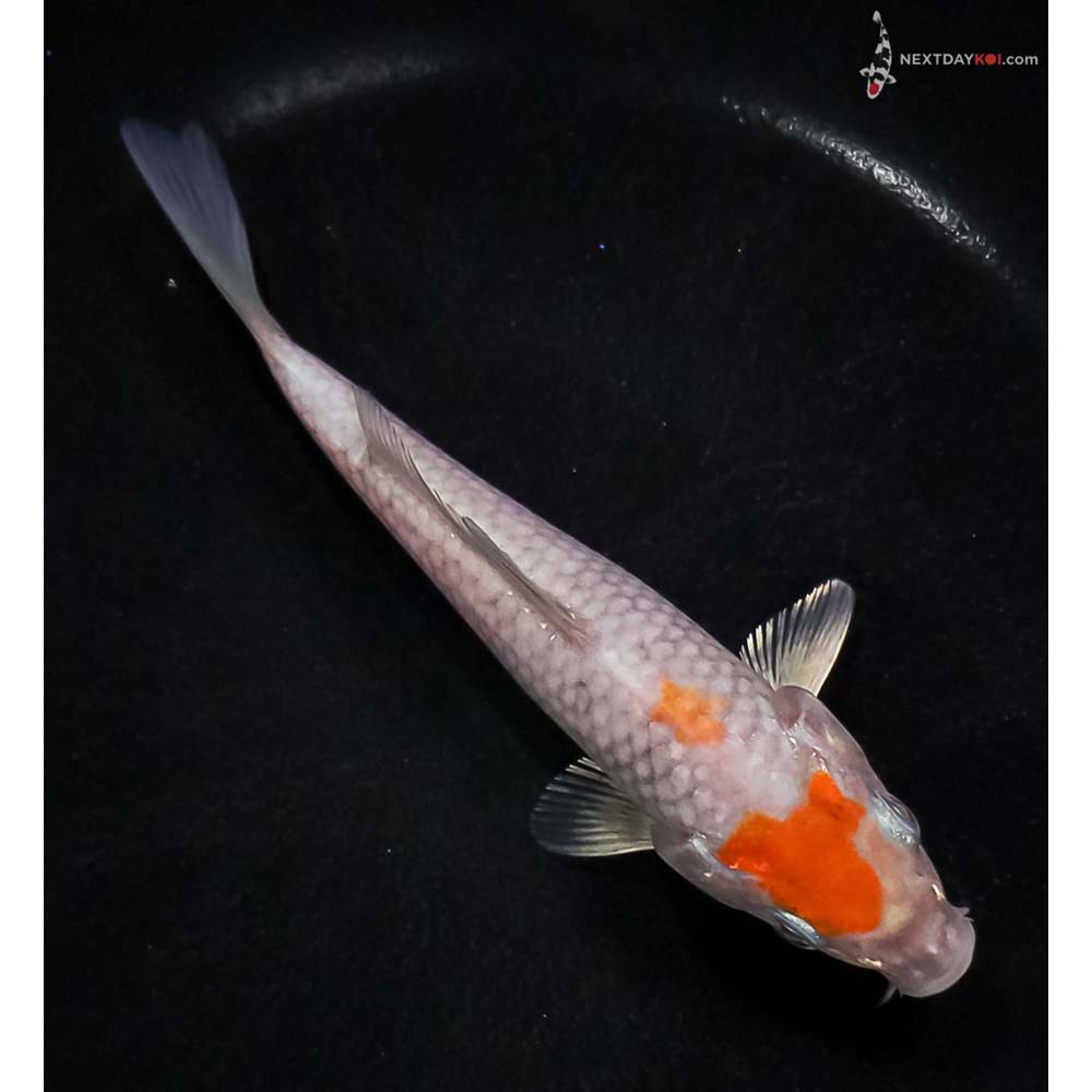 5.5” Imported Ochiba Shigure