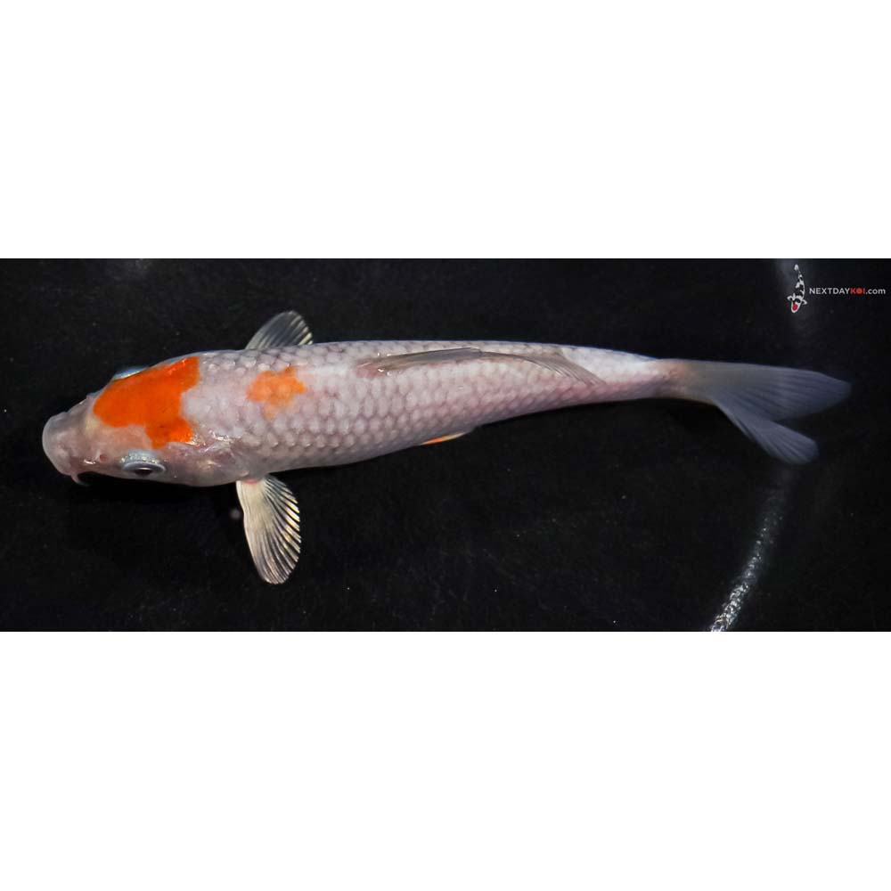 5.5” Imported Ochiba Shigure
