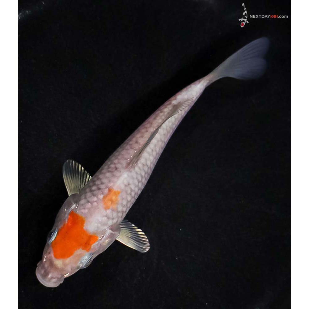 5.5” Imported Ochiba Shigure