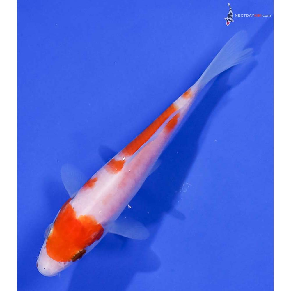 4.5” Imported Kohaku