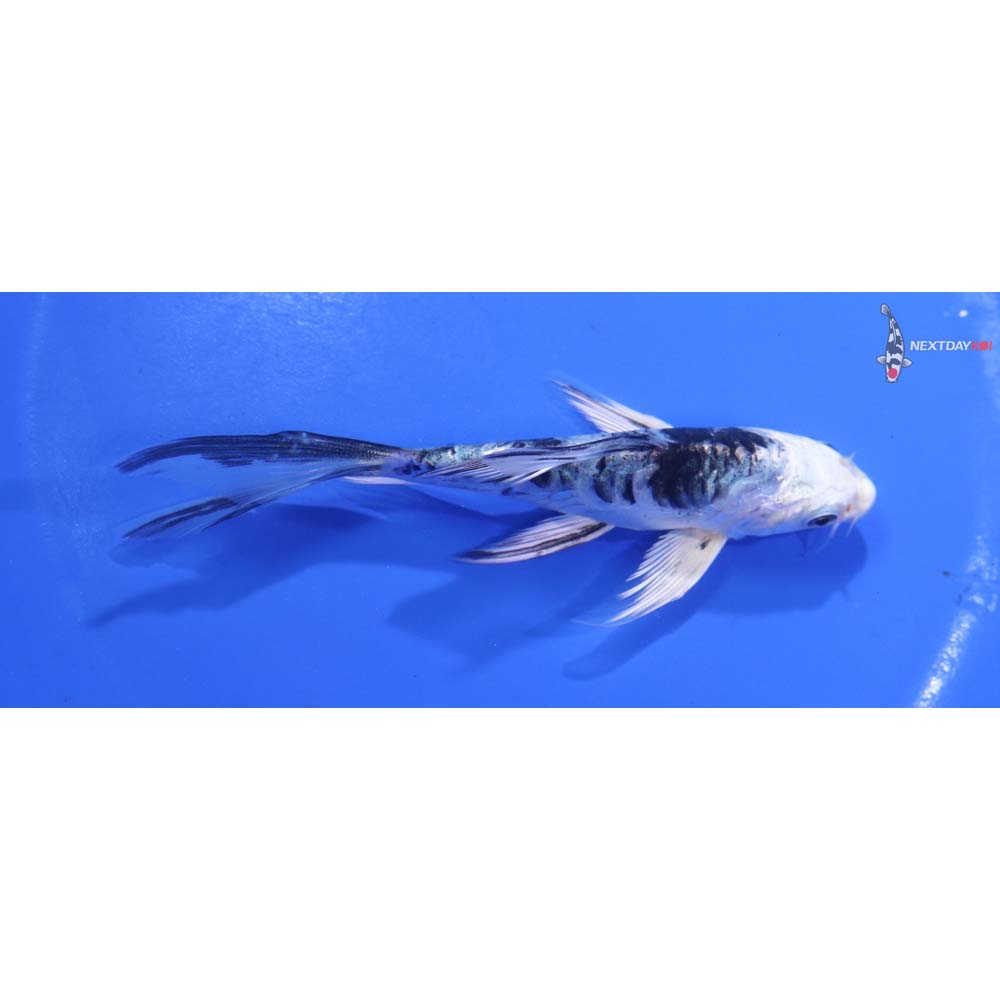 4.5” Imported Doitsu Gin Shiro Bekko Butterfly Koi