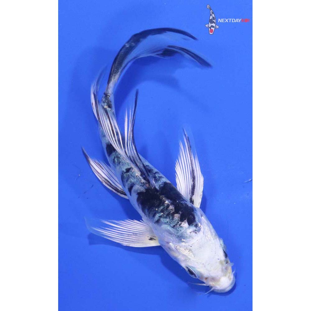 4.5” Imported Doitsu Gin Shiro Bekko Butterfly Koi