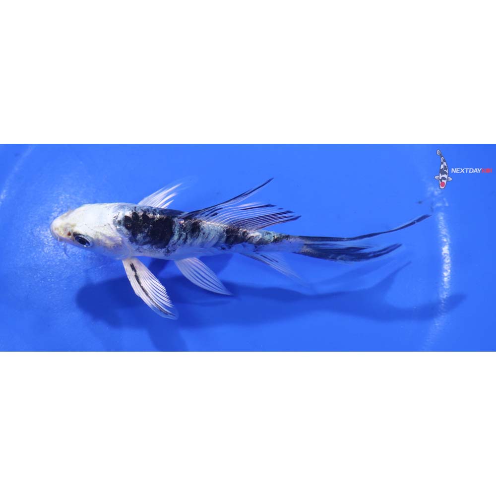 4.5” Imported Doitsu Gin Shiro Bekko Butterfly Koi