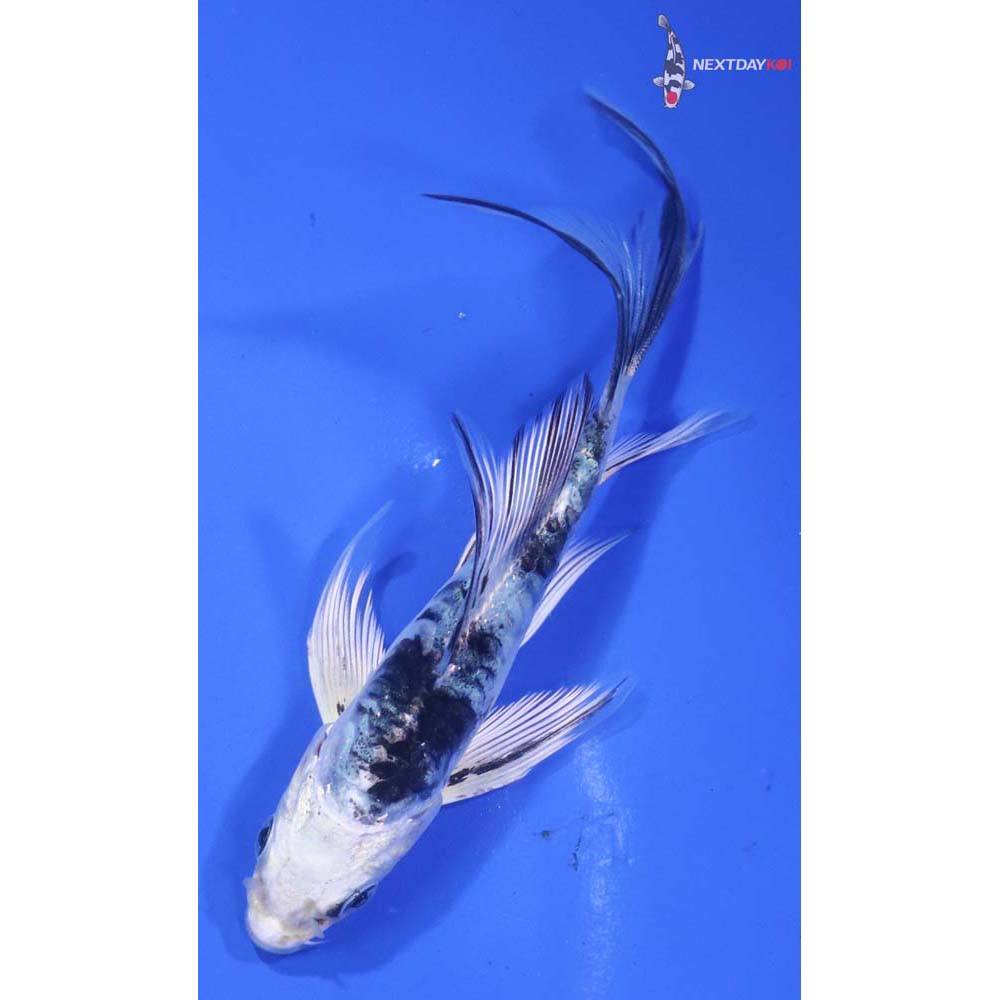 4.5” Imported Doitsu Gin Shiro Bekko Butterfly Koi