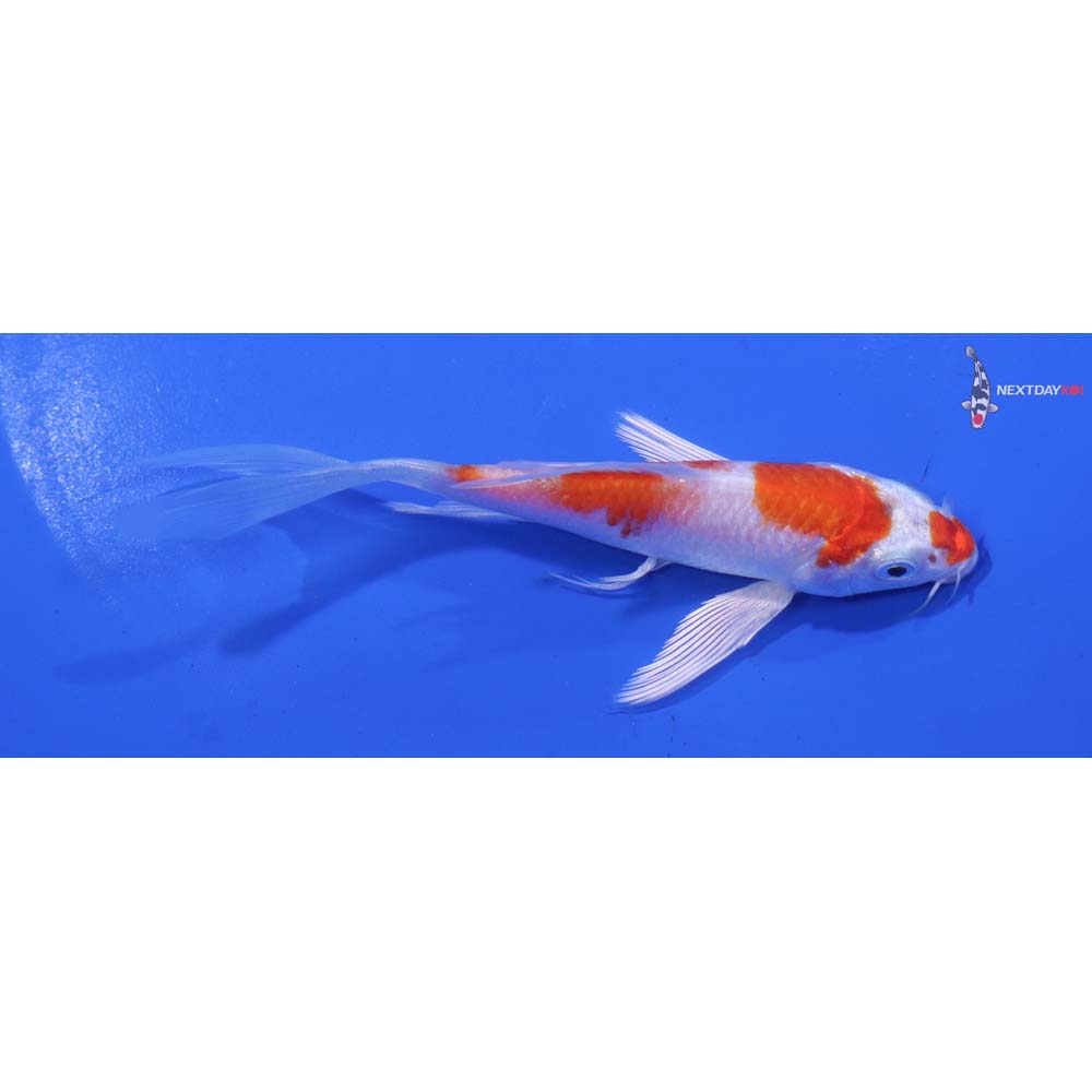 4.5” Imported Hariwake Butterfly Koi