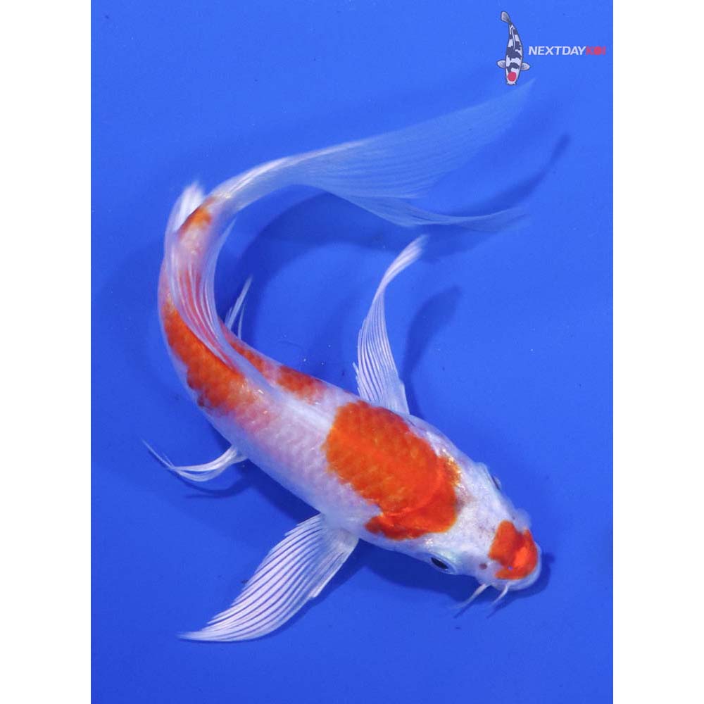 4.5” Imported Hariwake Butterfly Koi
