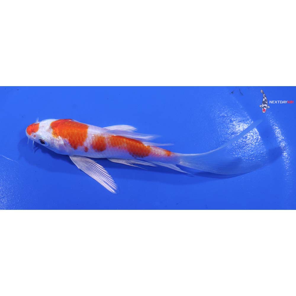 4.5” Imported Hariwake Butterfly Koi