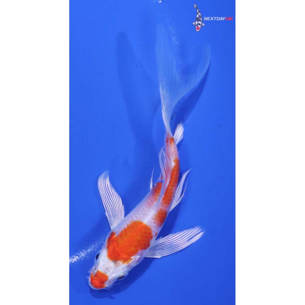 4.5” Imported Hariwake Butterfly Koi