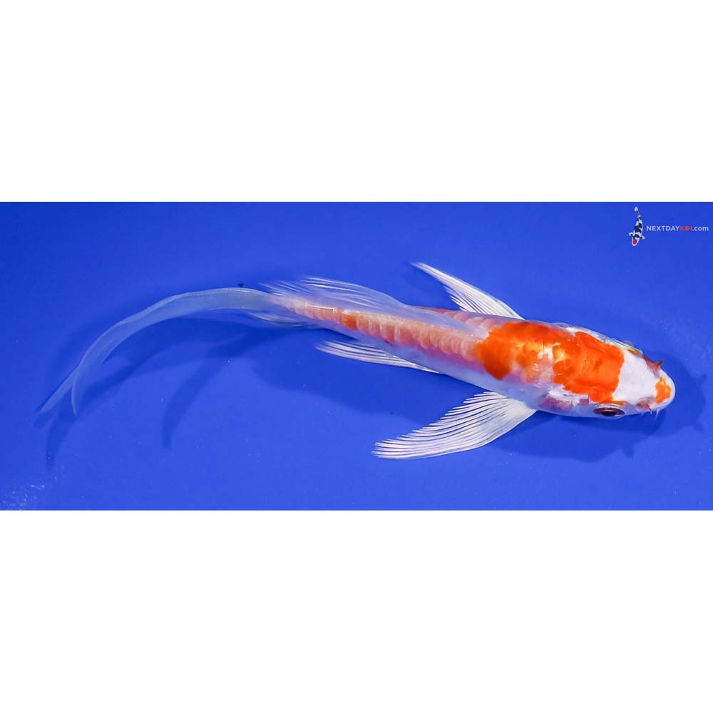 4.5” Imported Kikusui Butterfly Koi