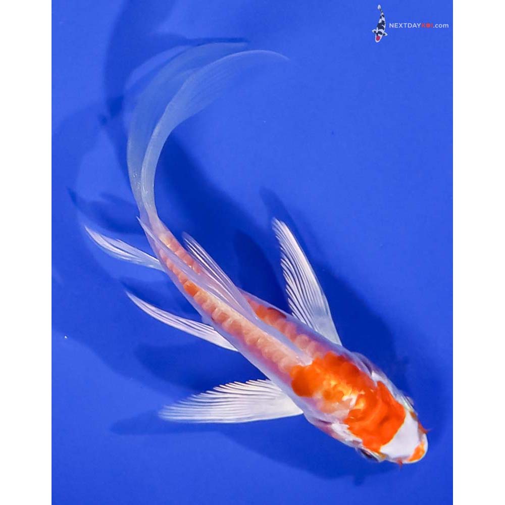 4.5” Imported Kikusui Butterfly Koi