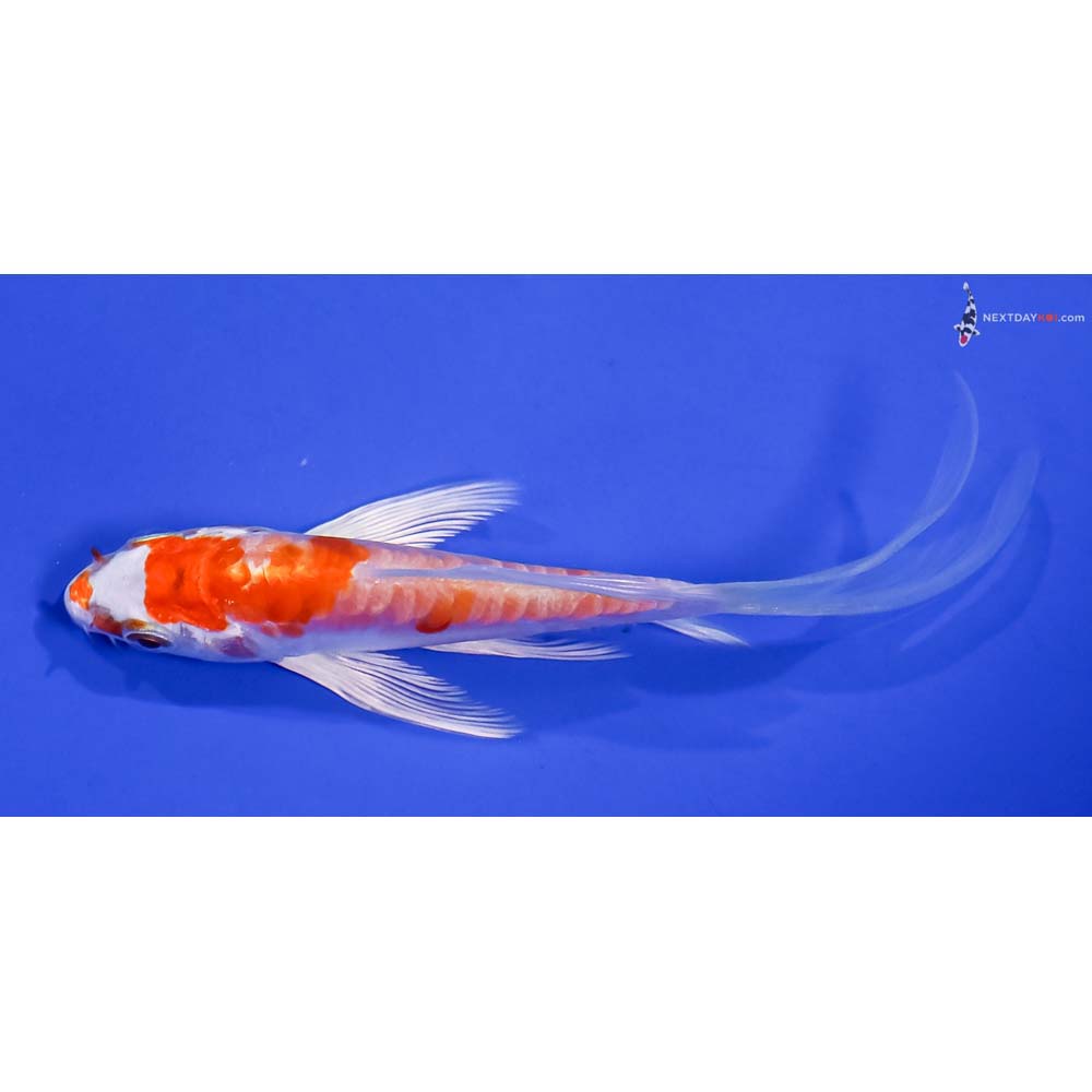 4.5” Imported Kikusui Butterfly Koi