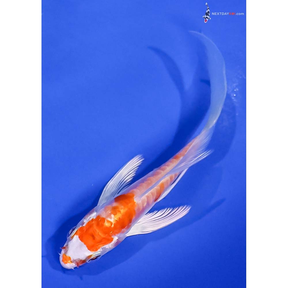 4.5” Imported Kikusui Butterfly Koi