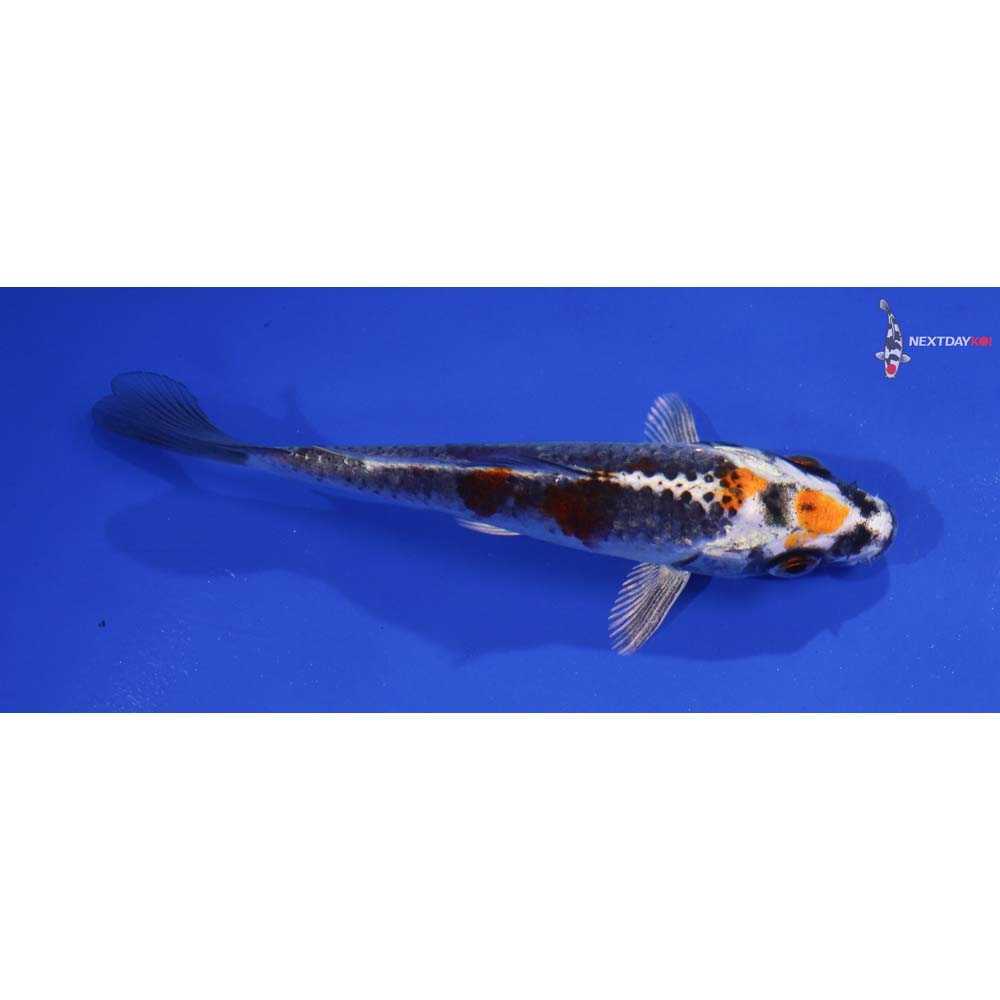 4” Imported Kujaku