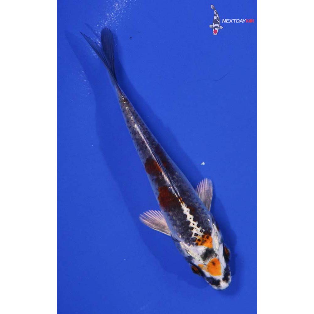 4” Imported Kujaku