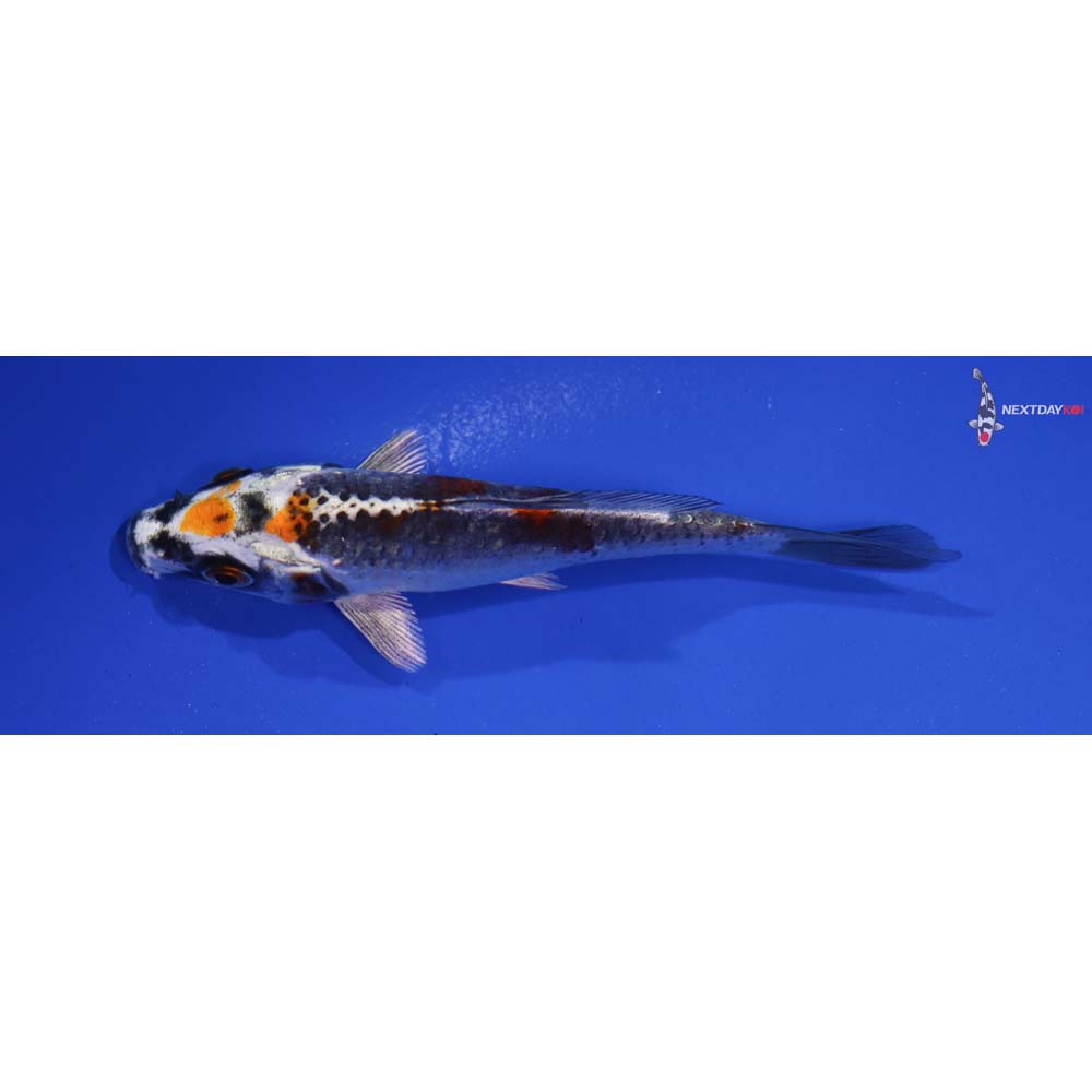 4” Imported Kujaku