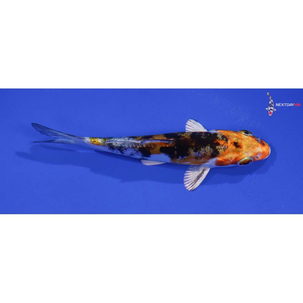 4” Imported Heisei Nishiki