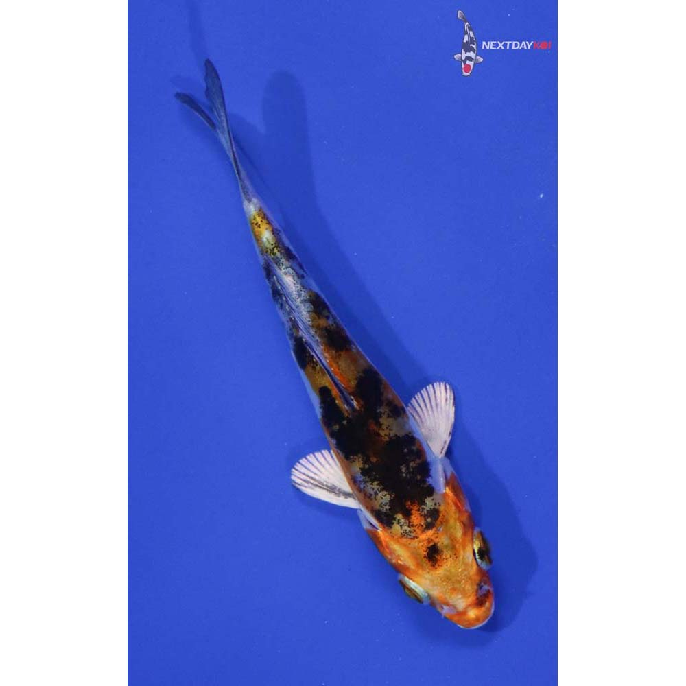 4” Imported Heisei Nishiki