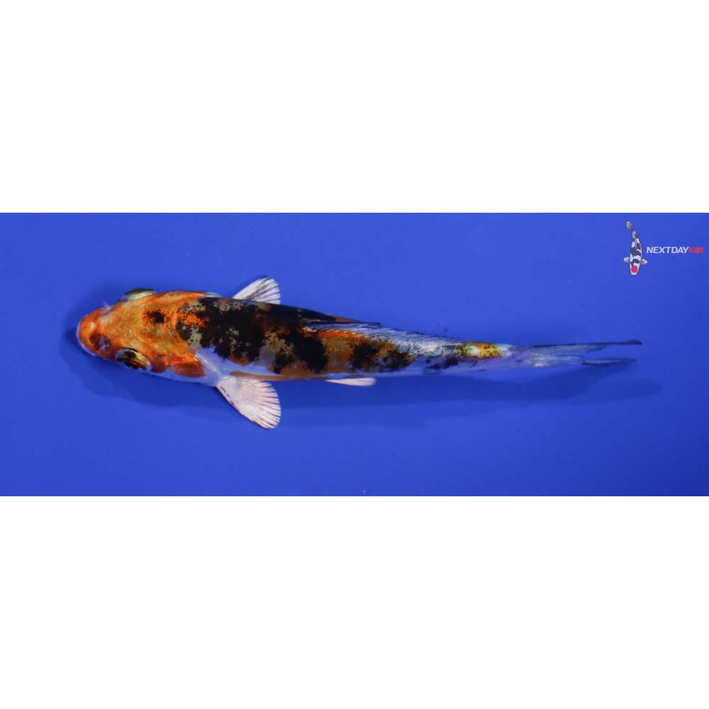 4” Imported Heisei Nishiki