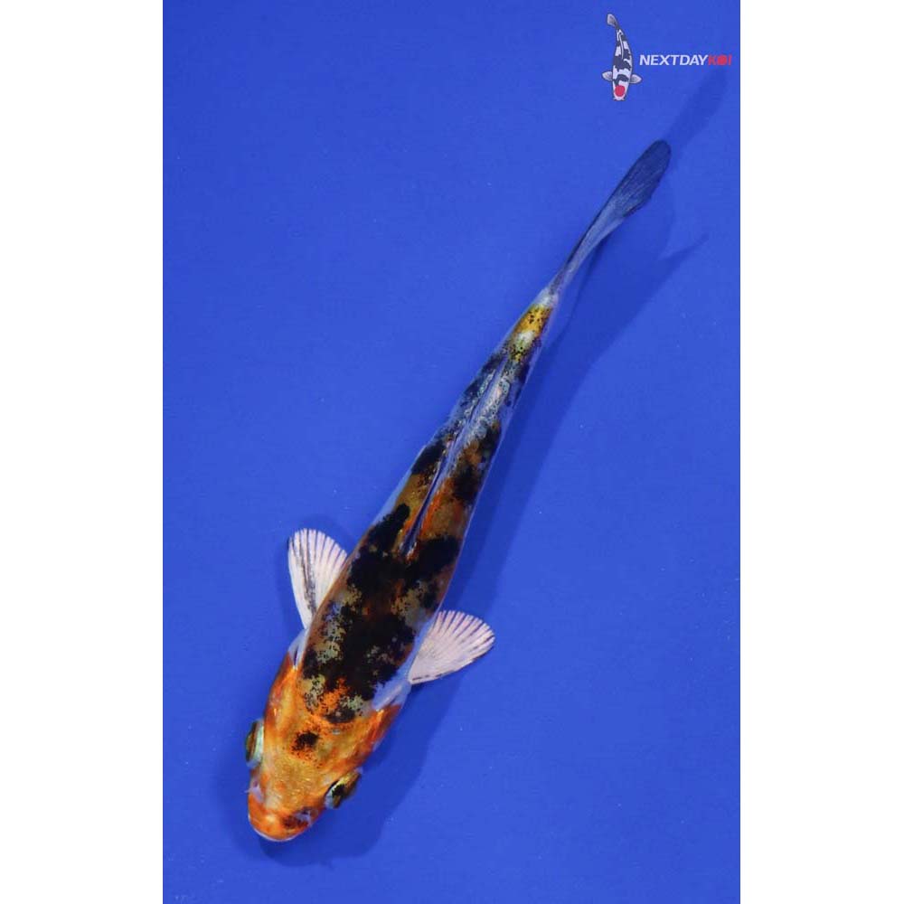 4” Imported Heisei Nishiki