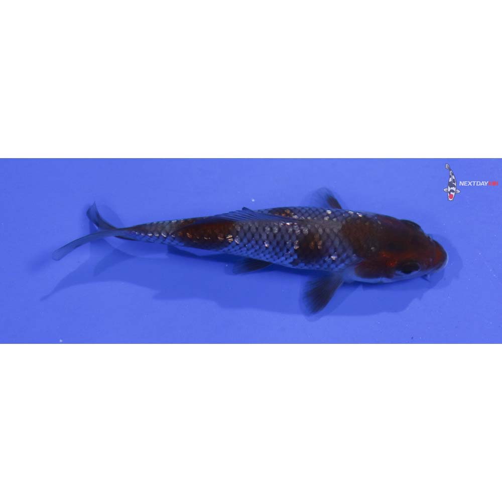 4.5” Imported Gin Rin Ochiba Shigure