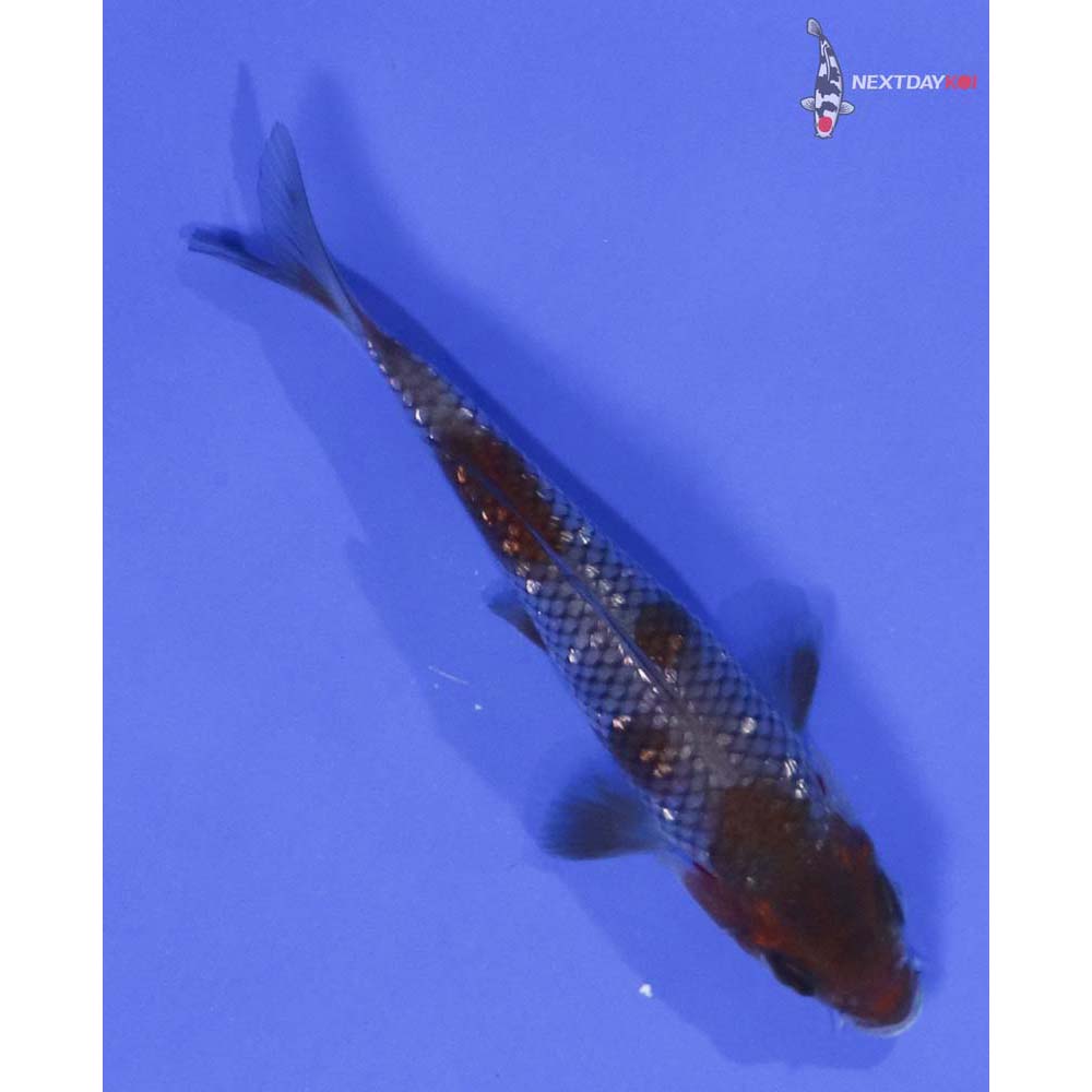 4.5” Imported Gin Rin Ochiba Shigure