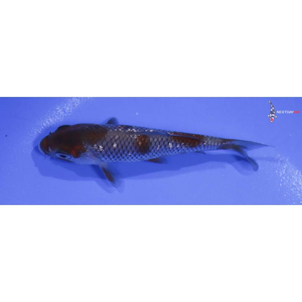 4.5” Imported Gin Rin Ochiba Shigure
