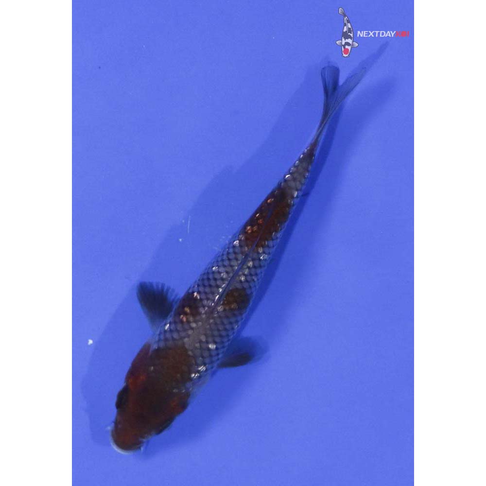 4.5” Imported Gin Rin Ochiba Shigure
