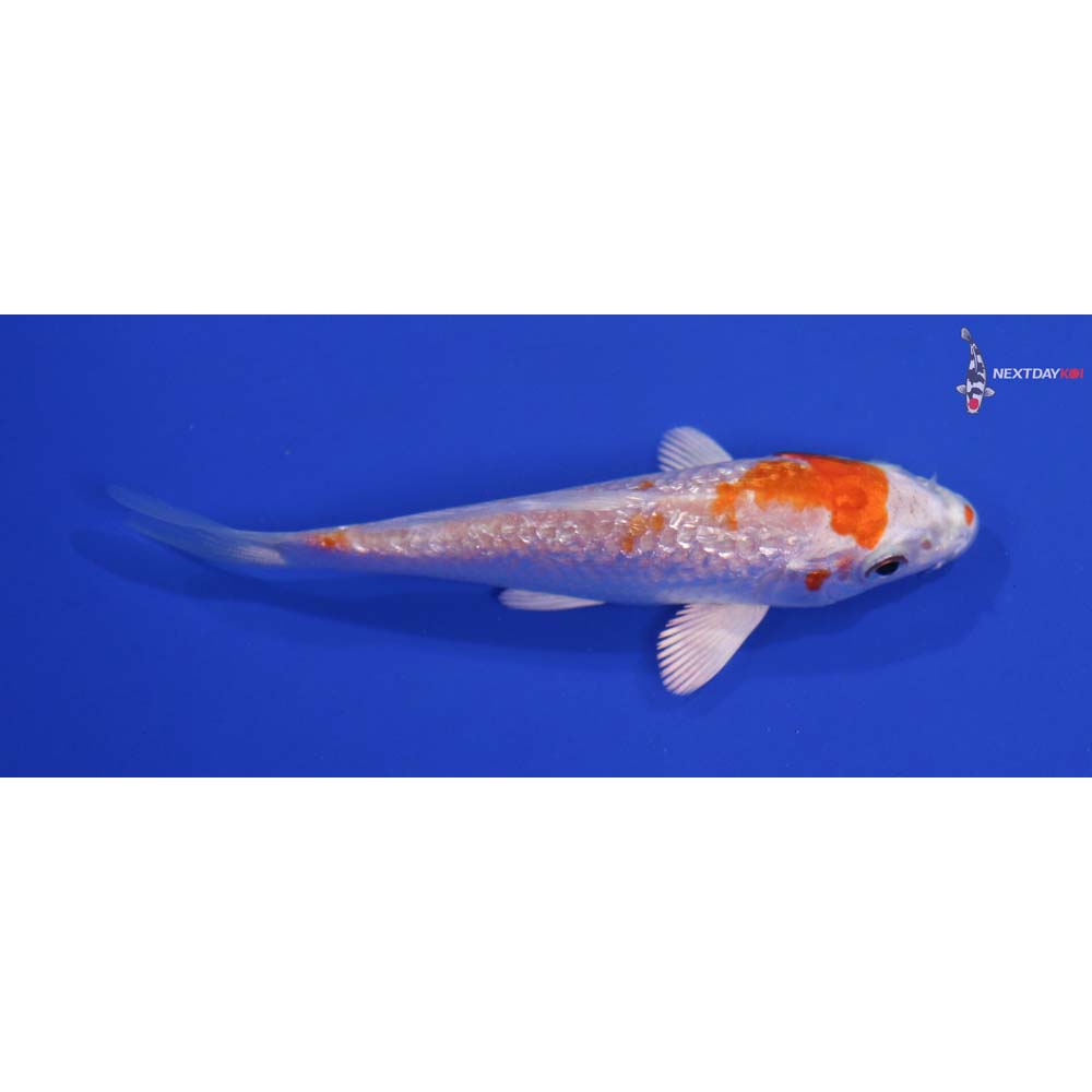 4” Imported Gin Rin Hariwake