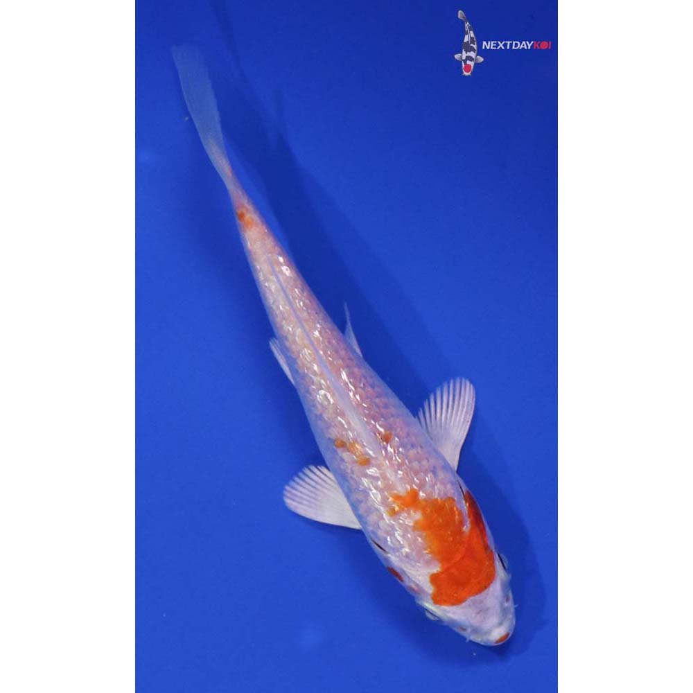 4” Imported Gin Rin Hariwake