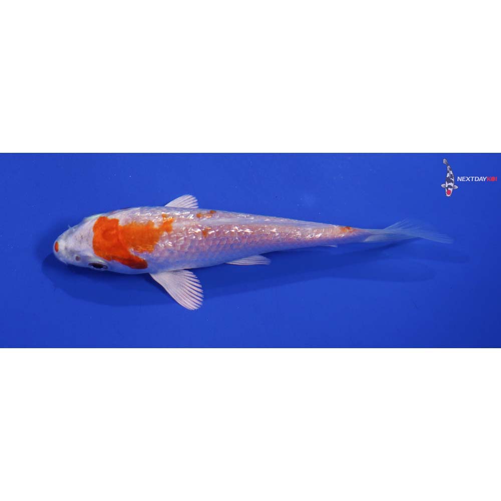 4” Imported Gin Rin Hariwake