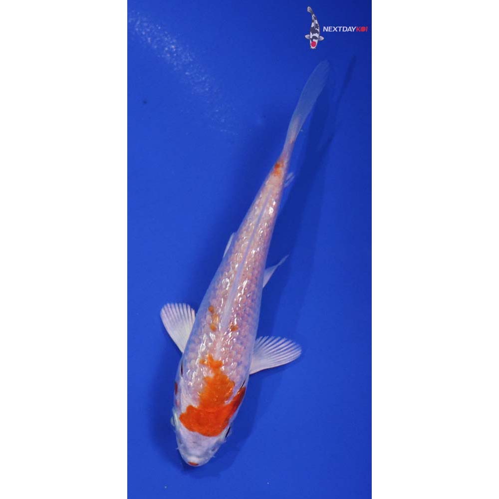 4” Imported Gin Rin Hariwake