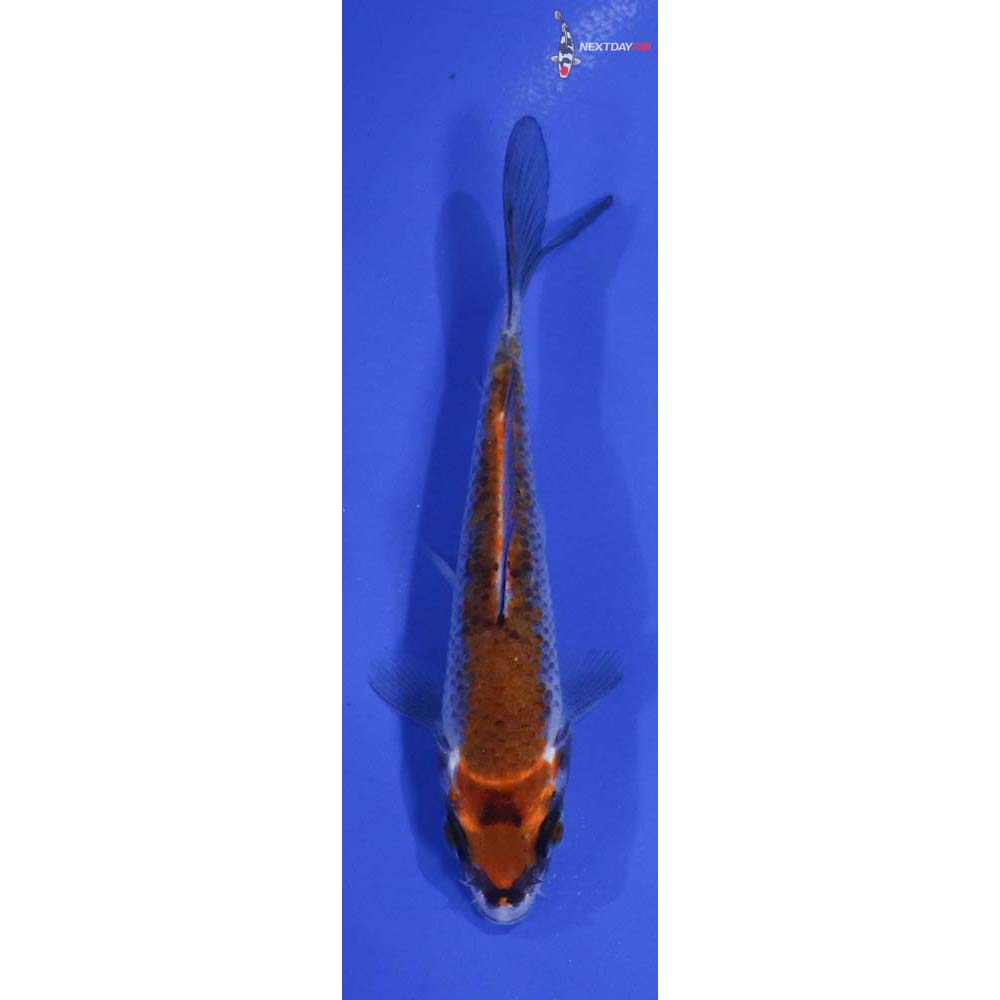 4.5” Imported Kawarigoi