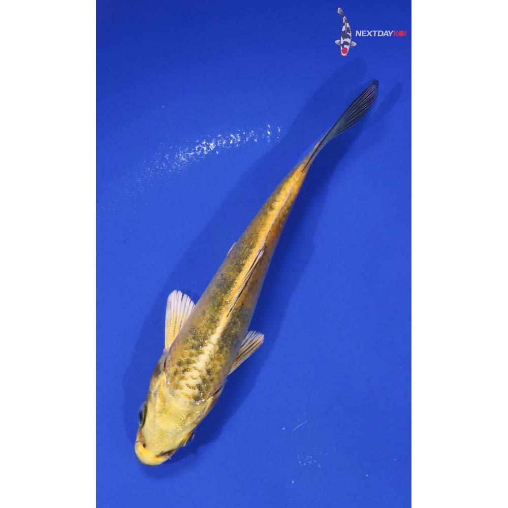 5” Imported Kin Ki Bekko
