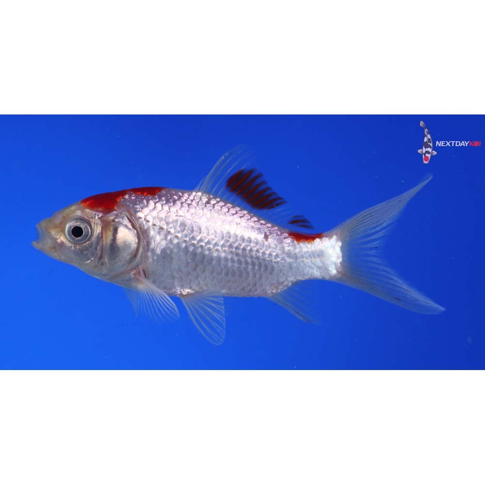 3.5” Imported Sarasa Comet