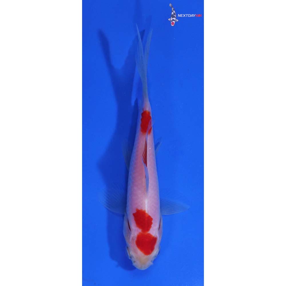 3.5” Imported Sarasa Comet