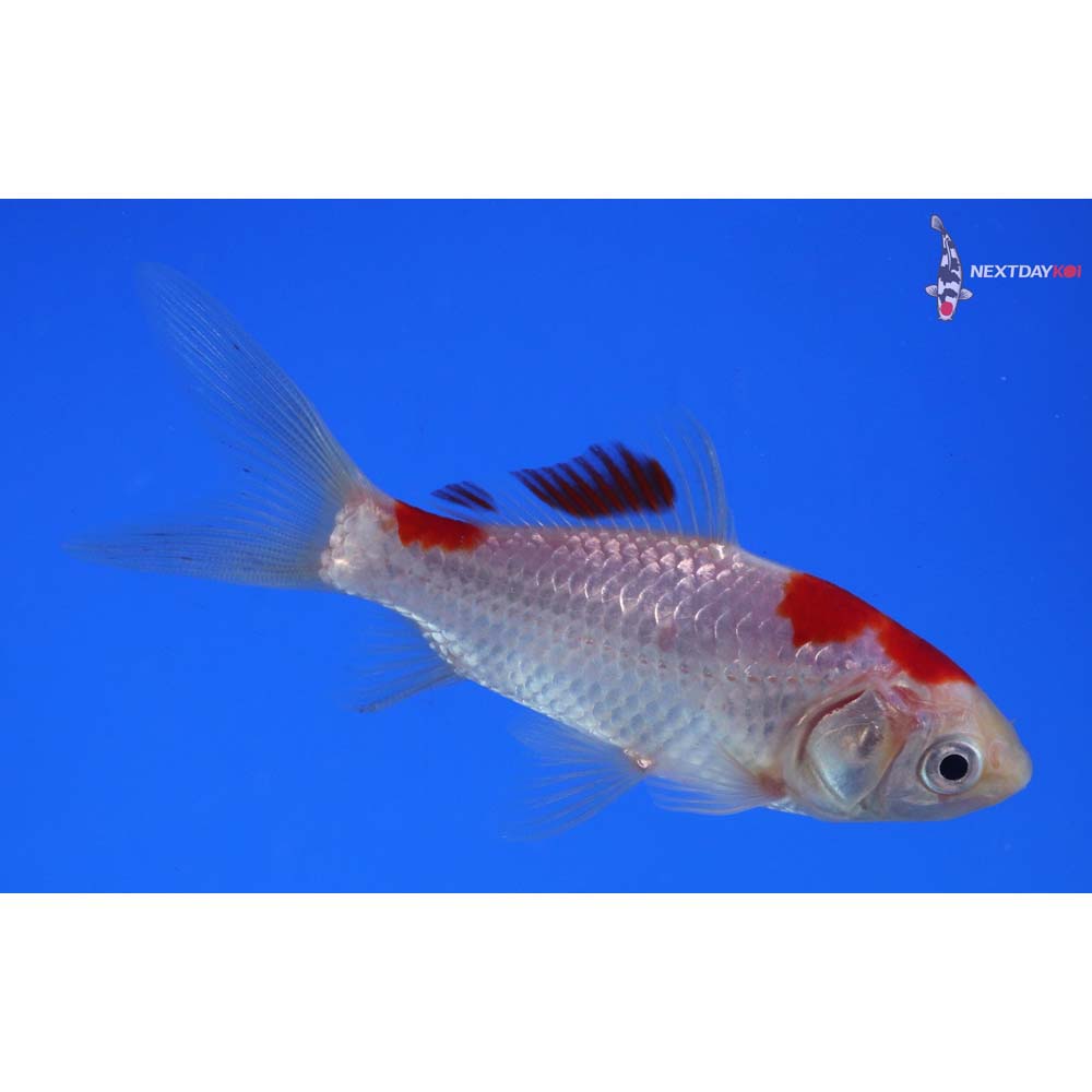 3.5” Imported Sarasa Comet