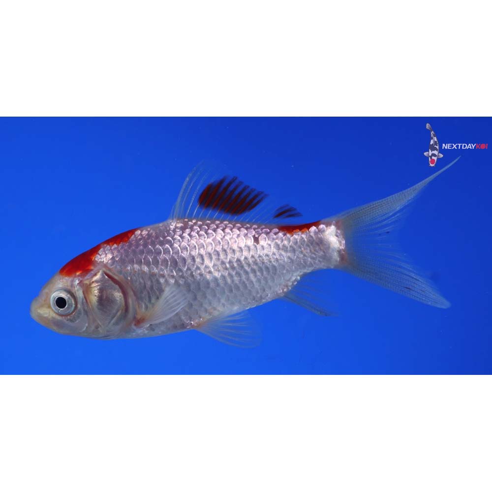 3.5” Imported Sarasa Comet