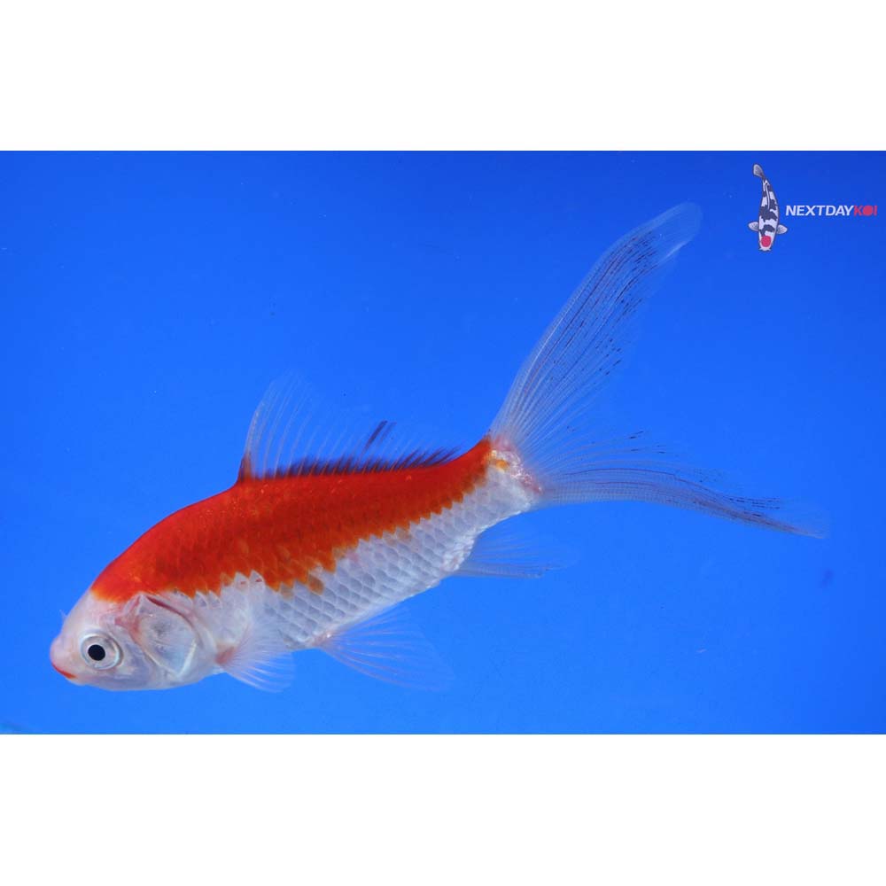 5” Imported Sarasa Comet