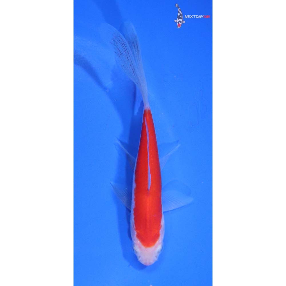 5” Imported Sarasa Comet