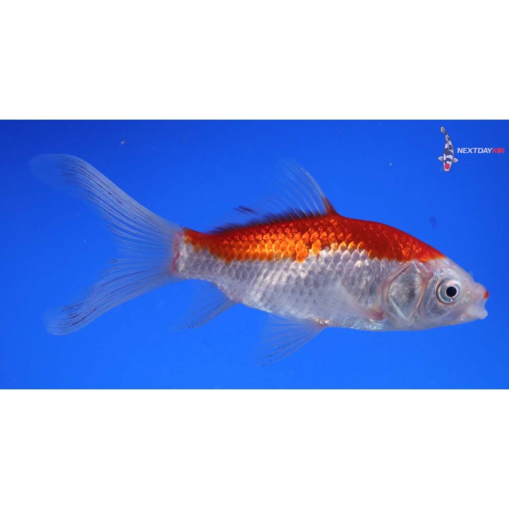 5” Imported Sarasa Comet