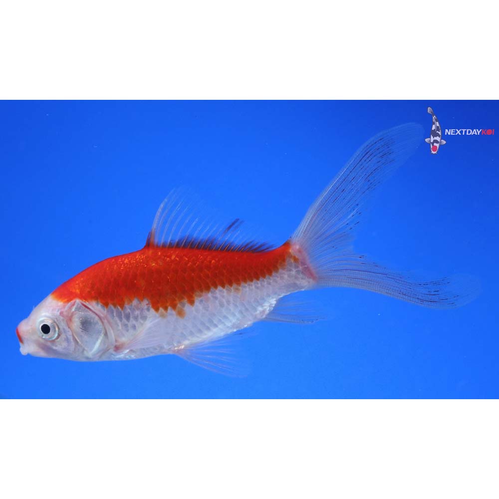 5” Imported Sarasa Comet