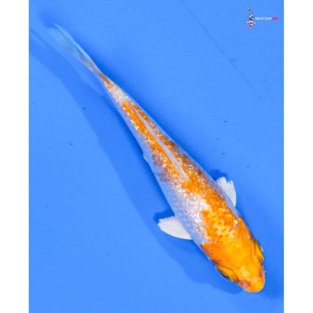 3” Imported Gin Rin Hariwake