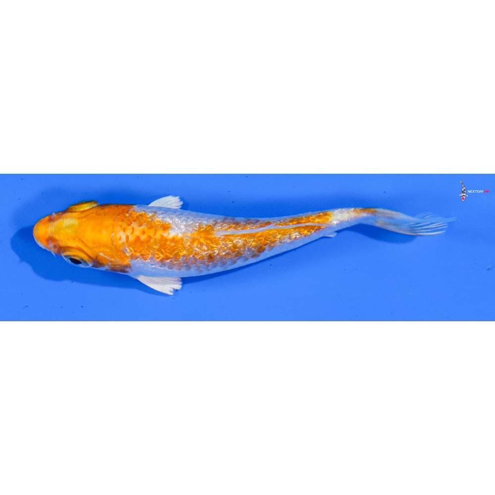 3” Imported Gin Rin Hariwake