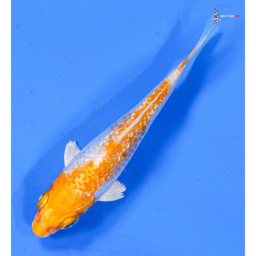 3” Imported Gin Rin Hariwake