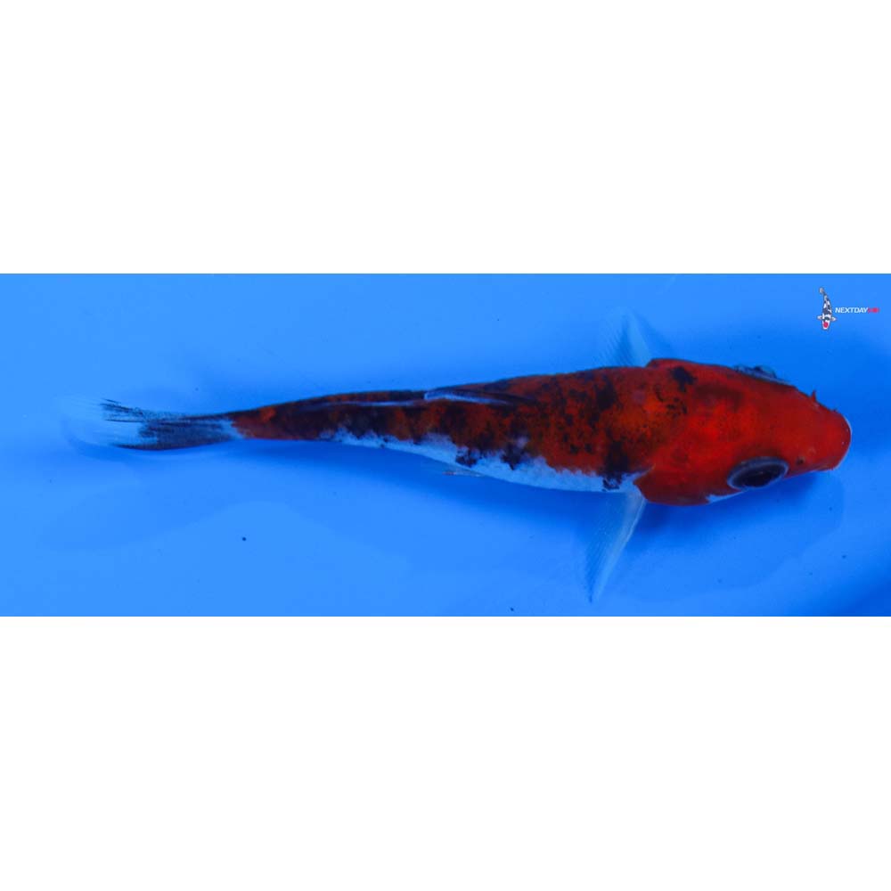 3” Imported Goshiki
